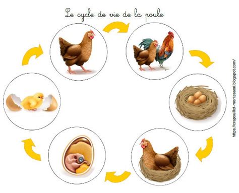 Crapouillotage La Poule Cycle De Vie