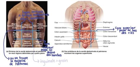 Introduction à l anatomie Flashcards Quizlet