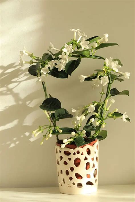 Tips on How to Get Jasmine to Bloom Indoors - Garden Lovers Club