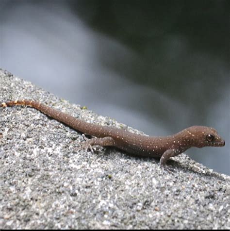 Atlantic Forest Naked Toed Gecko From Pedra Branca Rio De Janeiro BR