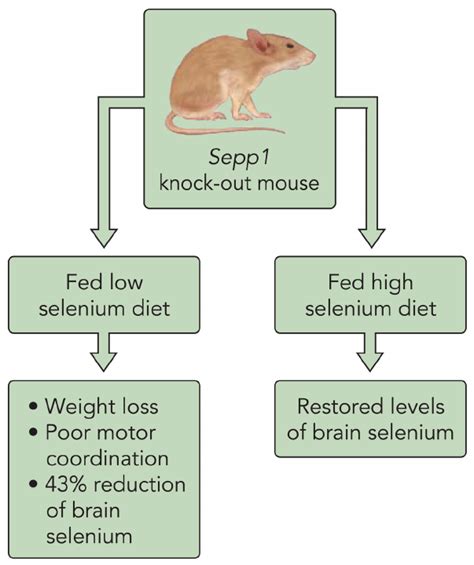 Selenoprotein P Knockout Mouse Phenotypes Download Scientific Diagram