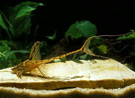 Whiptail Catfish: Types and Care Guide - Fish Laboratory