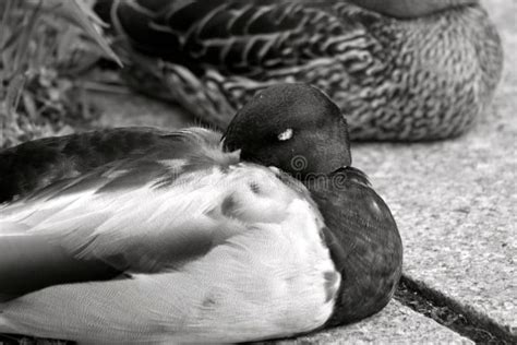 Captura Em Escala De Cinza Fechada De Um Pato Dormindo Foto De Stock