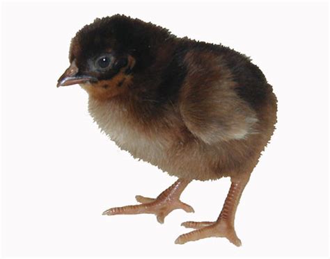 Murray Mcmurray Hatchery Rhode Island Red Bantam