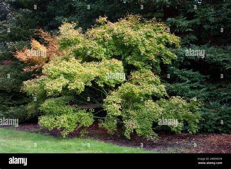acer palmatum aureum stock photo alamy