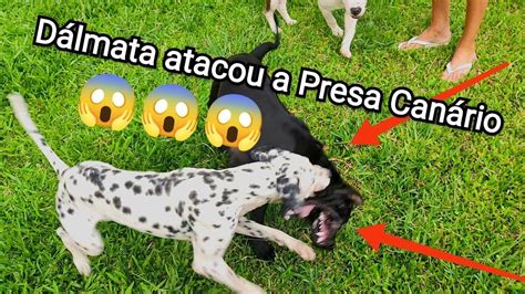 Pitbull vs Presa Canário vs Dálmata VBK YouTube