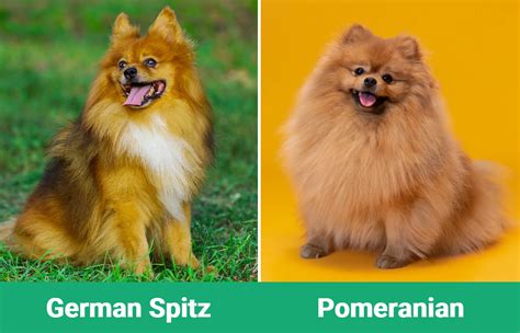 German Spitz vs Pomeranian: Differences Explained (With Pictures) – Dogster