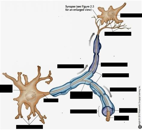 Psych Neuron Diagram Diagram Quizlet