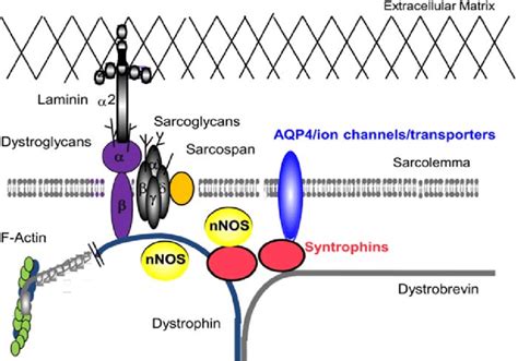 Dystrophin Glycoprotein Complex Dgc In Skeletal Muscle The Dgc Is A