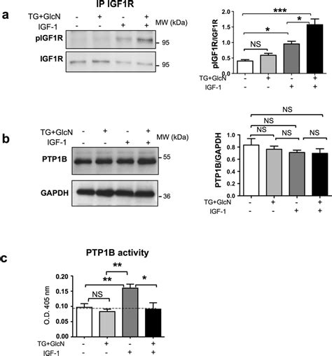 Effect Of O Glcnacylation Inducing Treatments On Igf R Phosphorylation