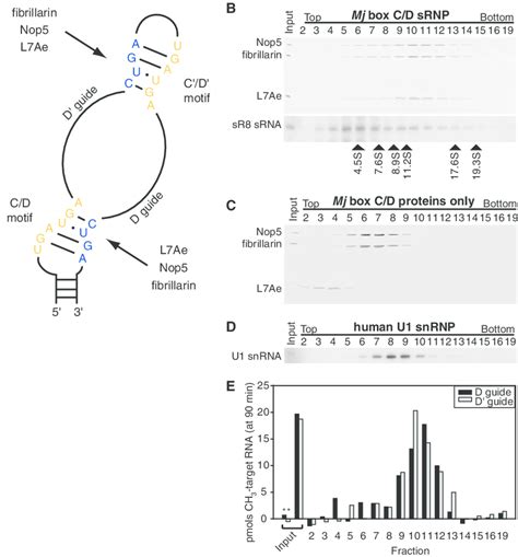 Assembly Purification And Enzymatic Activity Of The Reconstituted M