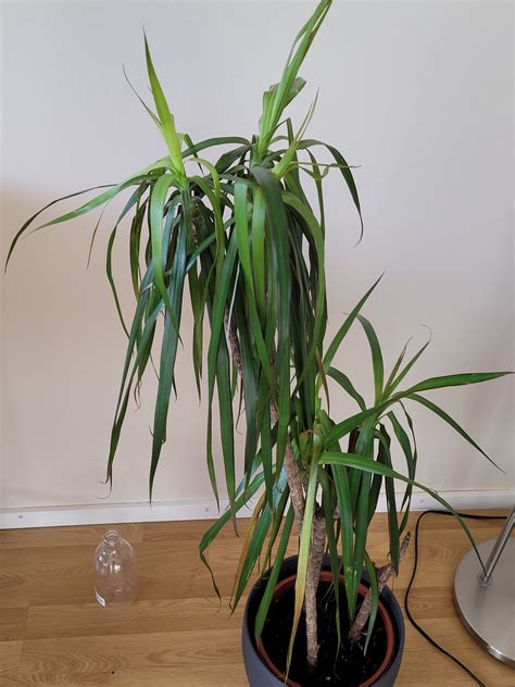 Help My Dracaena Is Wilting And With Burned Leaves Plantclinic