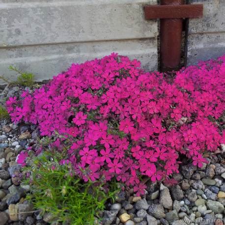 Floks Szydlasty Atropurpurea Phlox Subulata Albamar