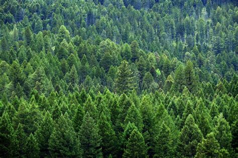 Lush Green Pine Forest Forrest Of Trees In Wilderness Mountains Stock