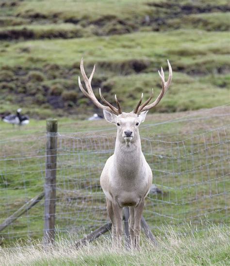 Bukhara Or Bactrian Deer Stock Photo Image Of Elaphus 126867752