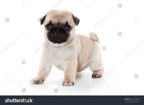 91844 Pug Puppy Dog Images Stock Photos And Vectors Shutterstock