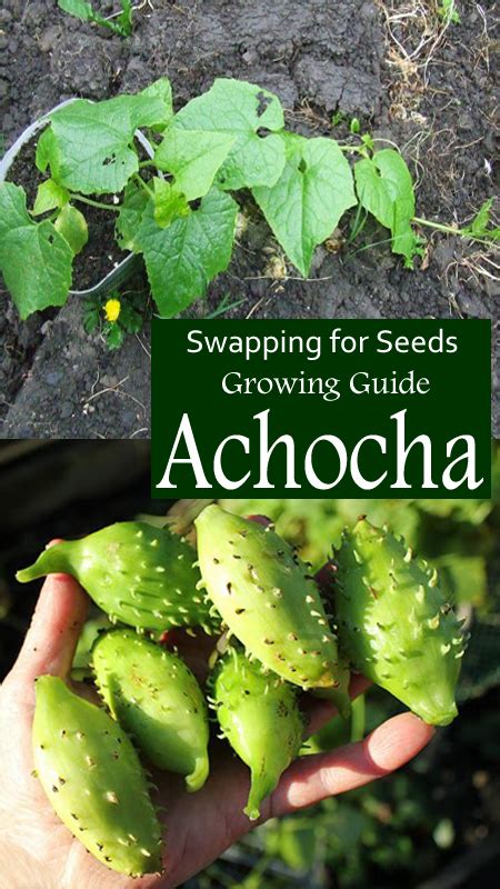 How To Grow Achocha Different Tips About Care And Growing Everything