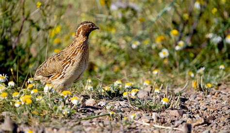 Word of the day: Gallinaceous