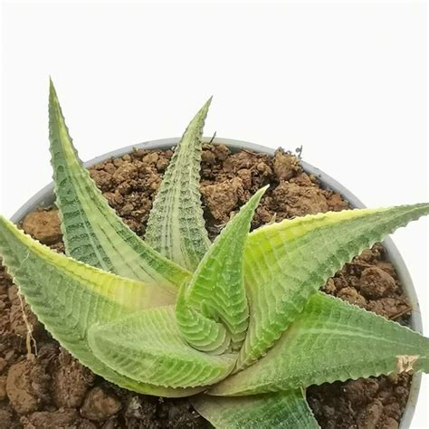 Haworthia Limifolia F Spiralis Variegata Cm Aloaceae Giromagi