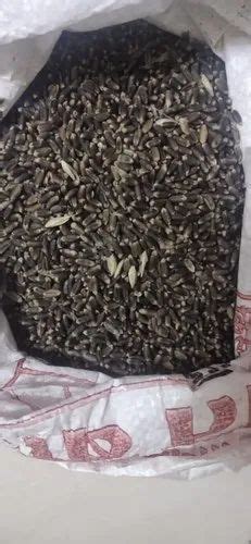 Black wheat at ₹ 60/kg | Black Wheat in Jagtial | ID: 22658072173