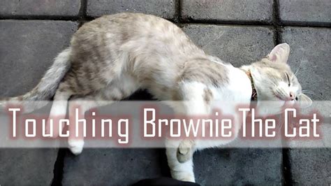 Touching Brownie The Cat Youtube