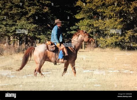 Cowboys Herding Cows Alberta Canada Horse Cow Cattle Agriculture