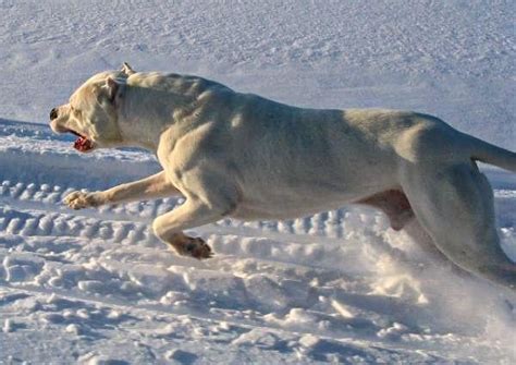 The Dogo Argentino Probably Among The Most Functional Contemporary