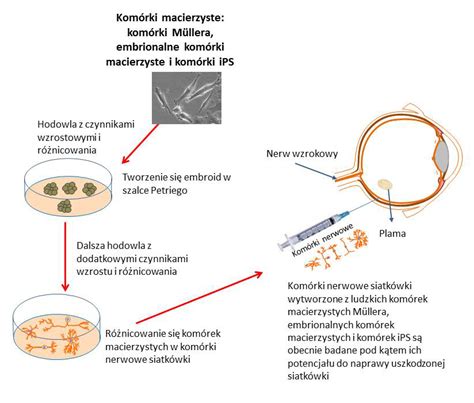 Oko I Kom Rki Macierzyste Cie Ka Do Przywr Cenia Wzroku Eurostemcell