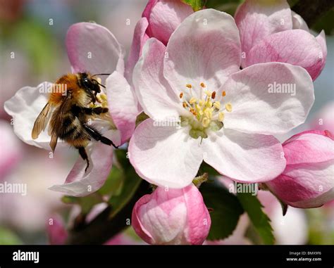 Bee On Apple Blossom Stock Photo Alamy