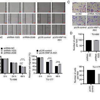 Hnf A As Suppresses Cell Migration And Invasion In Vitro A