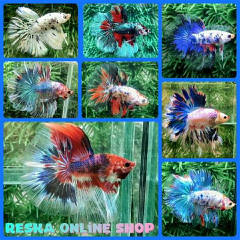 Jual Ikan Cupang Halfmoon Koi Fancy Marble Galaxi Male Size L