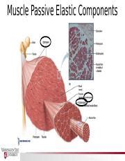 5 Muscle Force And Torque 1 Pptx Muscle Passive Elastic Components