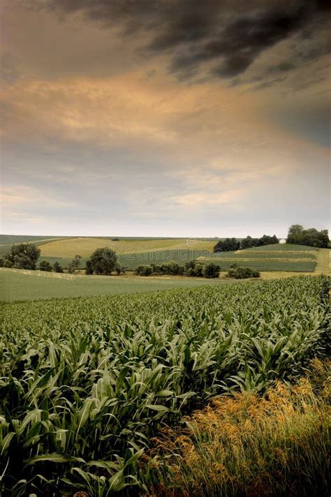 Iowa corn stock photo. Image of agribusiness, overcast - 1365622