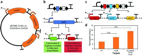 Application Of CRISPathBrick For Metabolic Engineering Of Naringenin