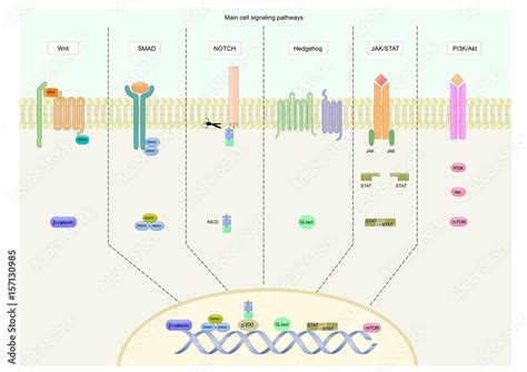main signaling pathways involved in various cell functions. Stock ...