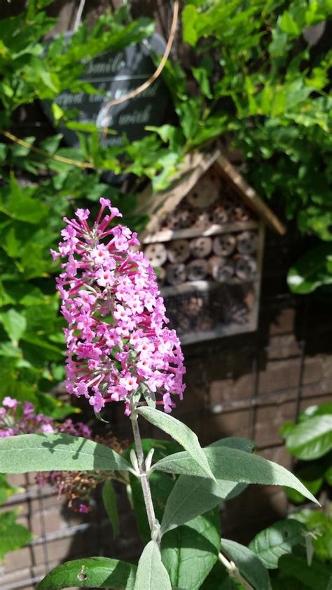 Kleinetuinen Tips En Tuinideeen Voor De Kleine Tuin Kleinetuinen