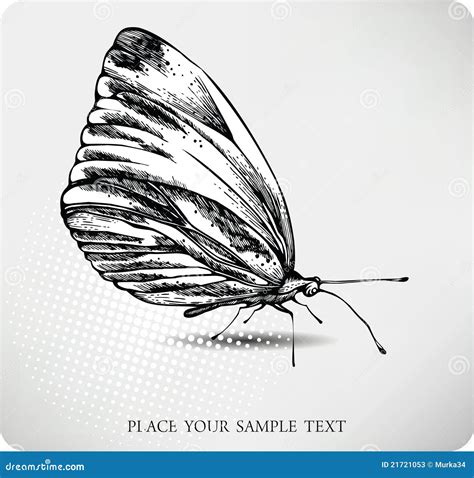 Butterfly Hand Drawing Vector Stock Photos Image