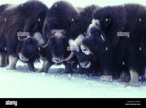 Muskox Animals Arctic Mammals Ovibos Moschatus Stock Photo Alamy