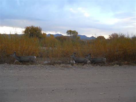 Corner Window Crafts Exploring New Mexico Bosque Del Apache Wildlife