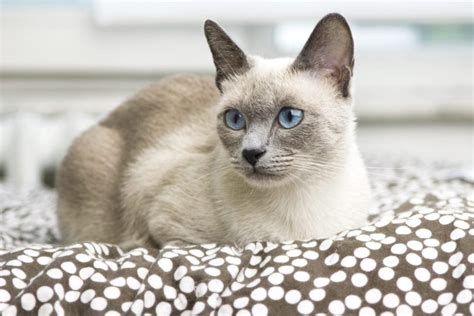 Grey Cat Breeds With Blue Eyes You Ll Love With Pictures