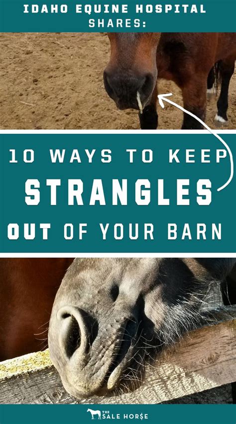 10 Tips For Preventing Strangles Horse Care Horse Training Tips