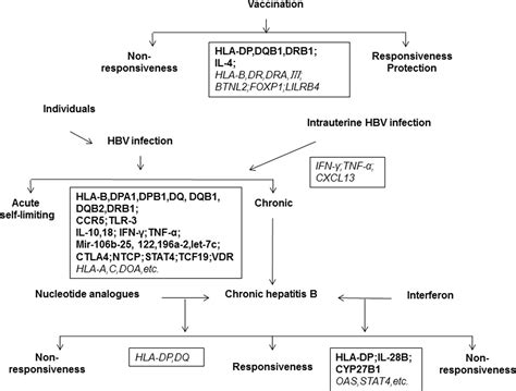 Frontiers Host Genetic Determinants Of Hepatitis B Virus Infection