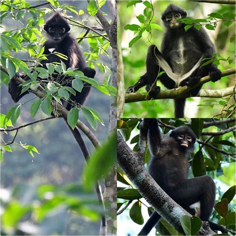 Three Subspecies Of Presbytis Femoralis Clockwise From East Sumatran