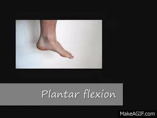 Plantar Flexion And Dorsiflexion