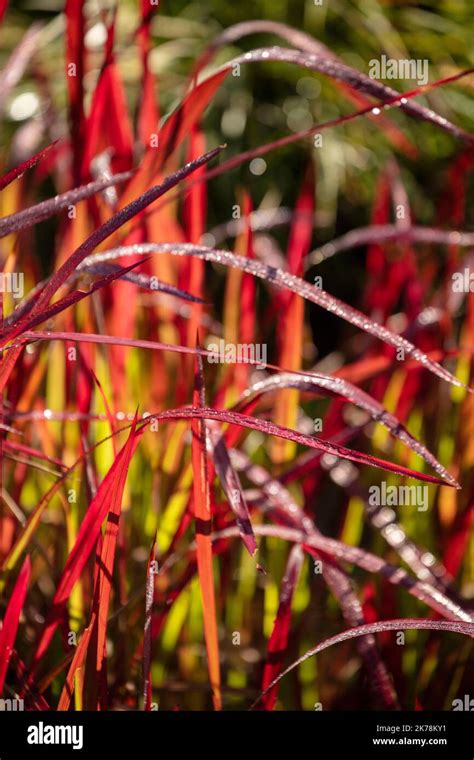 Outstanding Imperata Cylindrica Rubra Cogon Grass Rubra Japanese