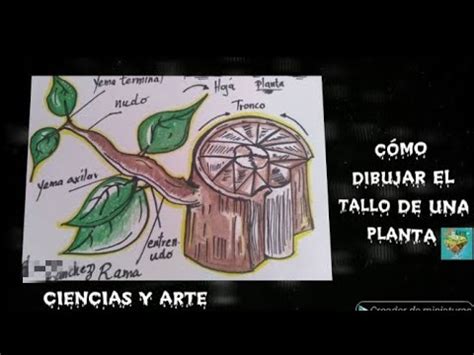 Con dibujar el tallo de una planta fácil y rápido ciencias naturales