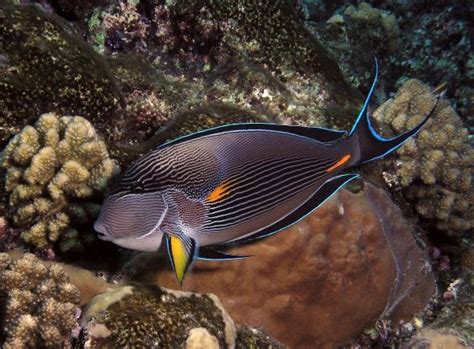 Red Sea Surgeonfish Acanthurus Sohal Species Profile