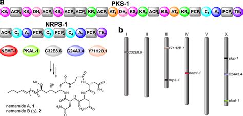 Enzymes Required For Nemamide Biosynthesis A The Domain Organization Of