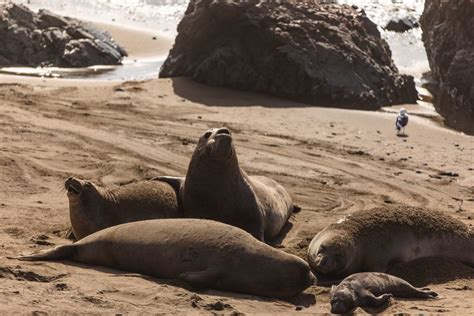 Elephant Seals - VisitSanSimeon CA - Visit San Simeon