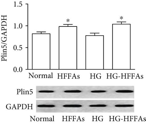 The Effects Of Hg Or Hffas On Plin Expression In Cmecs A Plin